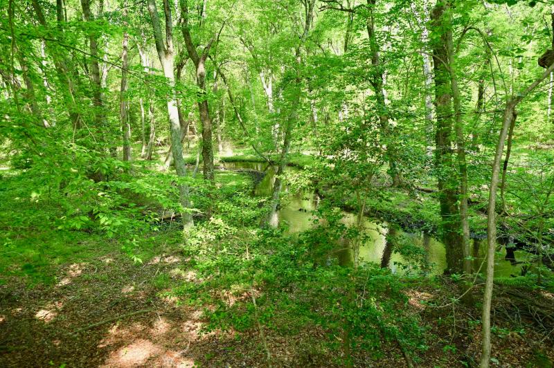 The Forest of the Broadkill River contains a near pristine section of woods along Ingram Branch. The mature woods contains white oak, beech and ash trees. RON MACARTHUR PHOTO